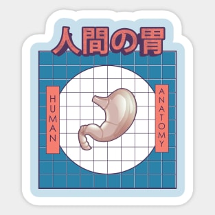 Human Stomach Anatomy Sticker